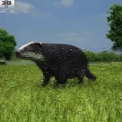 Common Badger Meles Meles Meles Low-poly  3D model