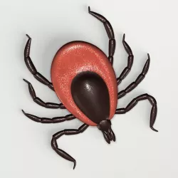 Deer Tick 3D model