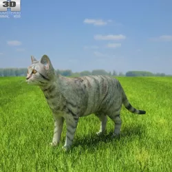 Domestic Cat Felis catus Low-poly  3D model