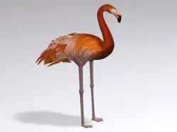 flamingo 3D model