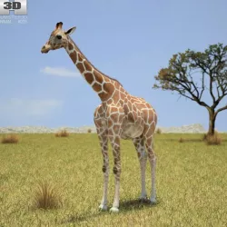 Giraffe Giraffa Camelopardalis Low-poly  3D model