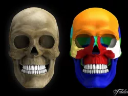 Human skull Vray 3D model