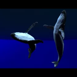 Hump back whale Low-poly  3D model