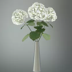 Hydrangea 3D model