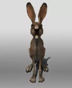 Jack Rabbit 3D model