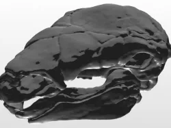 Panoplosarius Skull