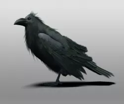 Raven 3D model