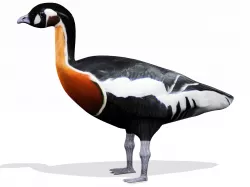 Red breasted goose 3D model