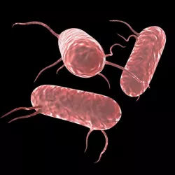 Salmonella Bacteria 3D model