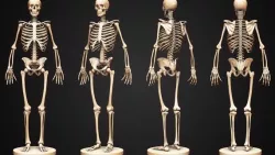 Skeleton 3D model