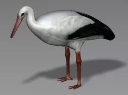 Stork 3D model