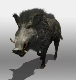 Wild Boar 3D model