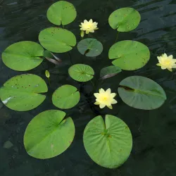 American white waterlily 3D model