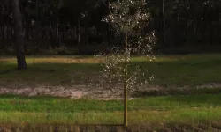 Another tree