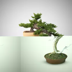 Bonsai tree 3D model