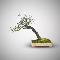 Bonsai tree 3D model