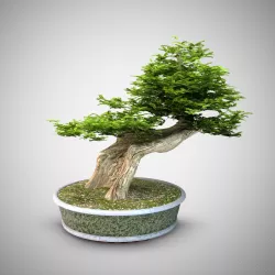 Bonsai tree 3D model