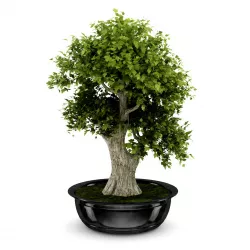 Bonsai Tree 3D model