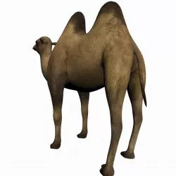 Camel 3D model