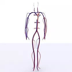 Circulatory System Basic 3D model