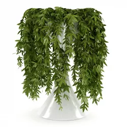 Climbing Plant 3D model