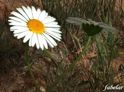 Daisy 3D model