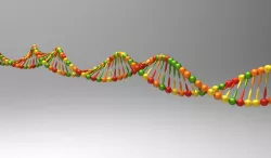 DNA model