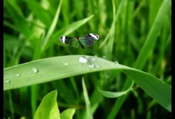 Glasswing butterfly