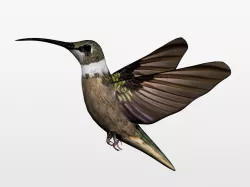 Humming bird 3D model