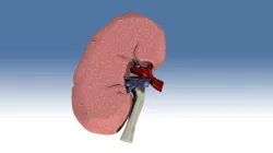 Kidney