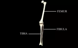 Knee Joint - Femur tibia fibula 3d Models 3D model