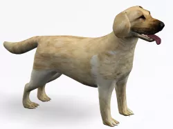 Labrador Retriever 3D model
