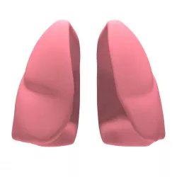 Lungs MAX 2008 3D model
