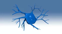 Neuron Cell Body
