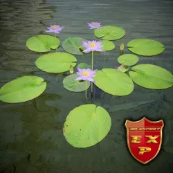 Nymphaea caerulea Nile water lily 3D model