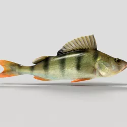 Perch fish 3D model