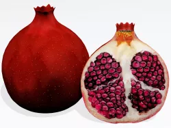 Pomegranate 3D model