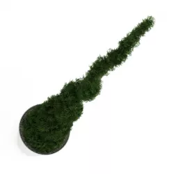 Potted Thuja 3D model