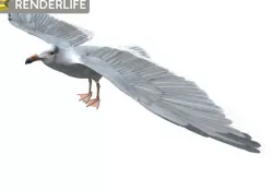 Seagull 3D model