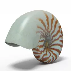 Seashell Nautilus 3D model