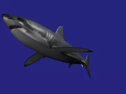 Shark AAA Low-poly  3D model