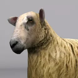 sheep Low-poly  3D model