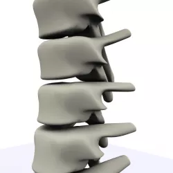 Spine MAX 2010 3D model