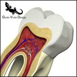 Tooth section 3D model