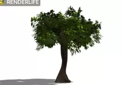 Tree 3D model