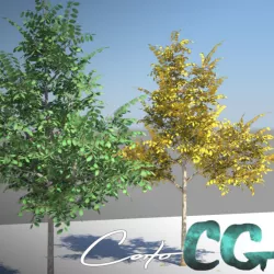 Tree - Summer Autumn Low-poly  3D model