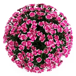 Alpine Pink 3D model