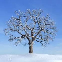 Bare Leafless Oak Tree On A Wintery Hill 3D model