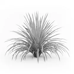 Cabbage Tree 3D model