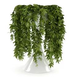 Climbing Plant 3D model